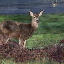 The deer is waiting for you  screen for extension Chrome web store in OffiDocs Chromium