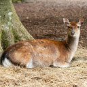 The deer lies on dry grass  screen for extension Chrome web store in OffiDocs Chromium
