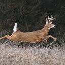 The deer ran like flying  screen for extension Chrome web store in OffiDocs Chromium