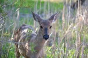 Bezpłatne pobieranie The Deer That Approached Me darmowe zdjęcie lub obraz do edycji za pomocą internetowego edytora obrazów GIMP