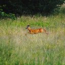 The deer walks through the forest  screen for extension Chrome web store in OffiDocs Chromium