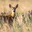 The deer was bewildered  screen for extension Chrome web store in OffiDocs Chromium