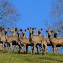 The deer were bewildered  screen for extension Chrome web store in OffiDocs Chromium