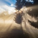 The dim forest  screen for extension Chrome web store in OffiDocs Chromium