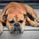 The dog is lying down.  screen for extension Chrome web store in OffiDocs Chromium