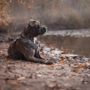 The doglies by the lake  screen for extension Chrome web store in OffiDocs Chromium