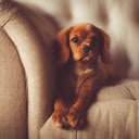 The dog lies on the chair  screen for extension Chrome web store in OffiDocs Chromium