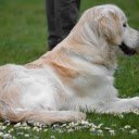 The dog lies on the grass  screen for extension Chrome web store in OffiDocs Chromium