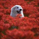 The dog looms in the flower garden  screen for extension Chrome web store in OffiDocs Chromium