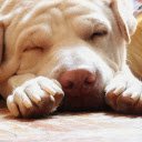 The dog slept soundly  screen for extension Chrome web store in OffiDocs Chromium