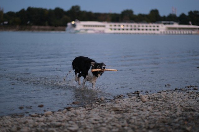 GIMP ücretsiz çevrimiçi resim düzenleyici ile düzenlenecek ücretsiz köpek hayvan su bir nehir ücretsiz resim indirin