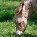 The donkey ate his fill of grass  screen for extension Chrome web store in OffiDocs Chromium
