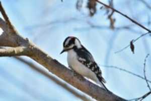 Gratis download The Downy Woodpecker gratis foto of afbeelding om te bewerken met GIMP online afbeeldingseditor