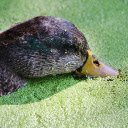 The duck eats duckweed  screen for extension Chrome web store in OffiDocs Chromium