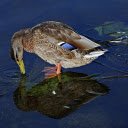 The duck explores the shallow lake  screen for extension Chrome web store in OffiDocs Chromium