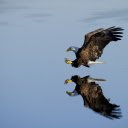 The eagle flies over the water  screen for extension Chrome web store in OffiDocs Chromium