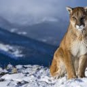 The Eastern Leopard: A Ghost of the Wild  screen for extension Chrome web store in OffiDocs Chromium