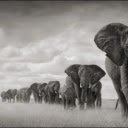 The Elephant Herd: Strength and Unity in the Wild  screen for extension Chrome web store in OffiDocs Chromium
