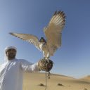 The falcon perches on the arm  screen for extension Chrome web store in OffiDocs Chromium