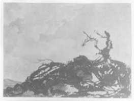 Free download The Fallen Tree free photo or picture to be edited with GIMP online image editor