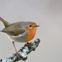 The Fat Bird  screen for extension Chrome web store in OffiDocs Chromium