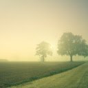 The field is foggy  screen for extension Chrome web store in OffiDocs Chromium