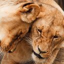 The fierce love of a lion  screen for extension Chrome web store in OffiDocs Chromium