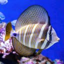 The fish and the big fin  screen for extension Chrome web store in OffiDocs Chromium