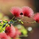 The flower branch is ashamed  screen for extension Chrome web store in OffiDocs Chromium