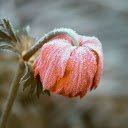 The flower fades  screen for extension Chrome web store in OffiDocs Chromium