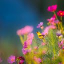 The flower garden blooms  screen for extension Chrome web store in OffiDocs Chromium