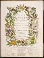 Free download The Flower-Garden Displayd, In Above Four Hundred Curious Representations Of the Most Beautiful Flowers; Regularly Disposd in the Respective Months of Their Bloom free photo or picture to be edited with GIMP online image editor
