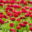 The flower garden glows red  screen for extension Chrome web store in OffiDocs Chromium
