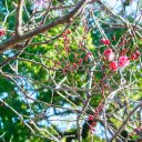 The flowers are budding  screen for extension Chrome web store in OffiDocs Chromium