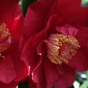The flowers are pinkish red  screen for extension Chrome web store in OffiDocs Chromium