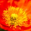 The flower spring bloom  screen for extension Chrome web store in OffiDocs Chromium