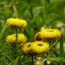 The Flowers That Never Wither  screen for extension Chrome web store in OffiDocs Chromium