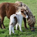 The foal is shy next to its mother  screen for extension Chrome web store in OffiDocs Chromium