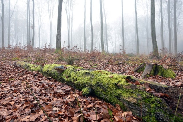 GIMP ücretsiz çevrimiçi resim düzenleyiciyle düzenlenecek sis, puslu sabah kayın ormanı ücretsiz resmini ücretsiz indirin