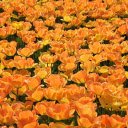 The forest of yellow flowers blooms  screen for extension Chrome web store in OffiDocs Chromium