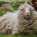 The forgotten sheep  screen for extension Chrome web store in OffiDocs Chromium