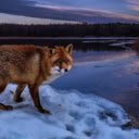 The Fox: A Clever and Mysterious Hunter  screen for extension Chrome web store in OffiDocs Chromium