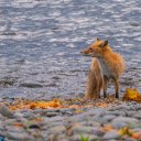 The fox and the falling yellow leaves  screen for extension Chrome web store in OffiDocs Chromium