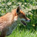 The fox sits on guard, hunting for prey  screen for extension Chrome web store in OffiDocs Chromium