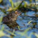 The frog babbled on the edge of the pond  screen for extension Chrome web store in OffiDocs Chromium