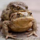 The frogs brown amphibian  screen for extension Chrome web store in OffiDocs Chromium