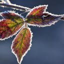 The frost edged leaf  screen for extension Chrome web store in OffiDocs Chromium