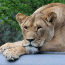 The gentle lion  screen for extension Chrome web store in OffiDocs Chromium