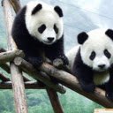 The Giant Panda Research Base, Chengdu  screen for extension Chrome web store in OffiDocs Chromium