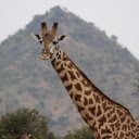 The Giraffe and the Long Neck  screen for extension Chrome web store in OffiDocs Chromium